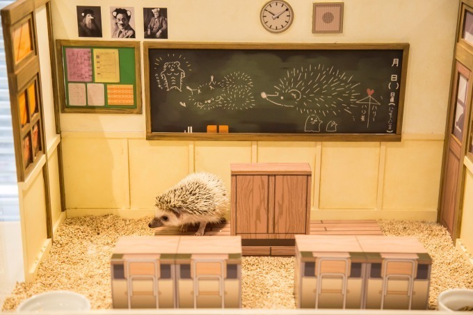 ハリネズミと触れ合えるカフェ「ちくちくCAFE」渋谷にオープン、ドールハウスでハリネズミの家を表現｜写真7