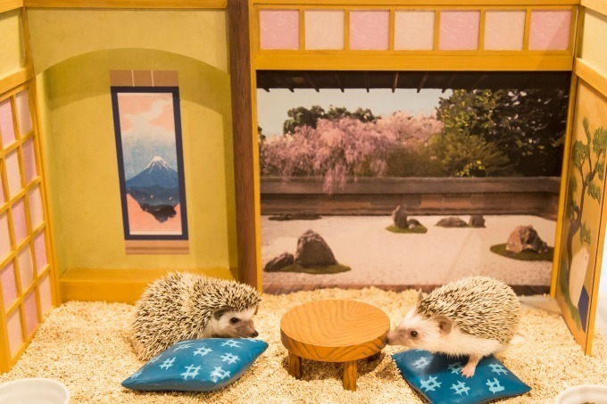 ハリネズミと触れ合えるカフェ「ちくちくCAFE」渋谷にオープン、ドールハウスでハリネズミの家を表現 | 写真