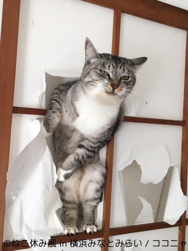 ねこ休み展 横浜で合同写真 物販展初開催 癒し写真から願いが書ける猫の 巨大絵馬 まで登場 ファッションプレス