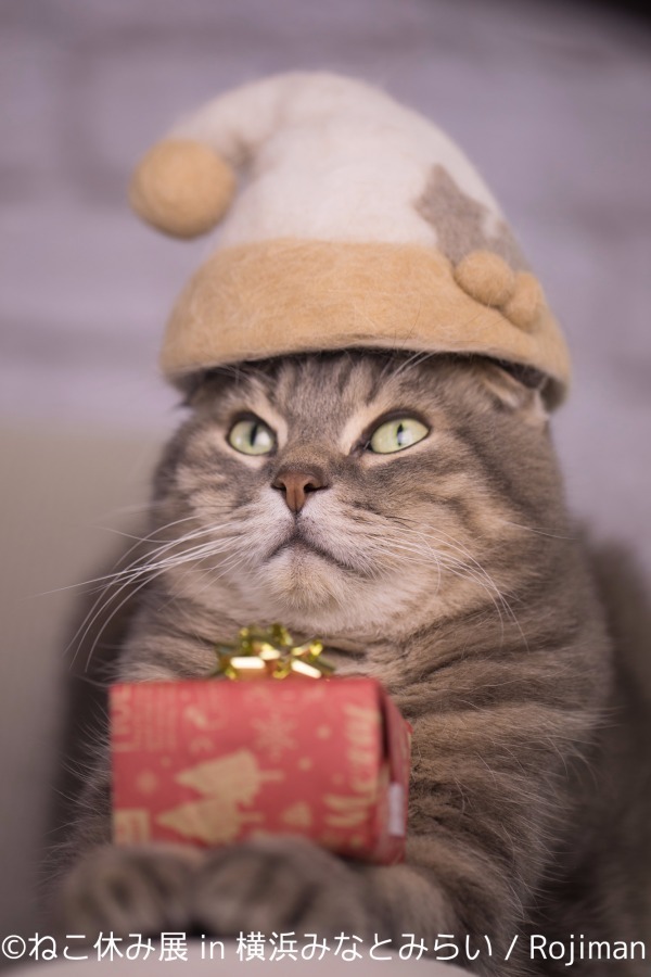 写真8 23 ねこ休み展 横浜で合同写真 物販展初開催 癒し写真から願いが書ける猫の 巨大絵馬 まで登場 ファッションプレス 写真8 23 ねこ休み展 横浜で合同写真 物販展初開催 癒し写真から願いが書ける猫の 巨大絵馬 まで登場 ファッションプレス