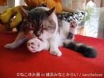 「ねこ休み展」横浜で合同写真・物販展初開催、癒し写真から願いが書ける猫の"巨大絵馬"まで登場｜写真10