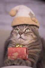 「ねこ休み展」横浜で合同写真・物販展初開催、癒し写真から願いが書ける猫の"巨大絵馬"まで登場｜写真16