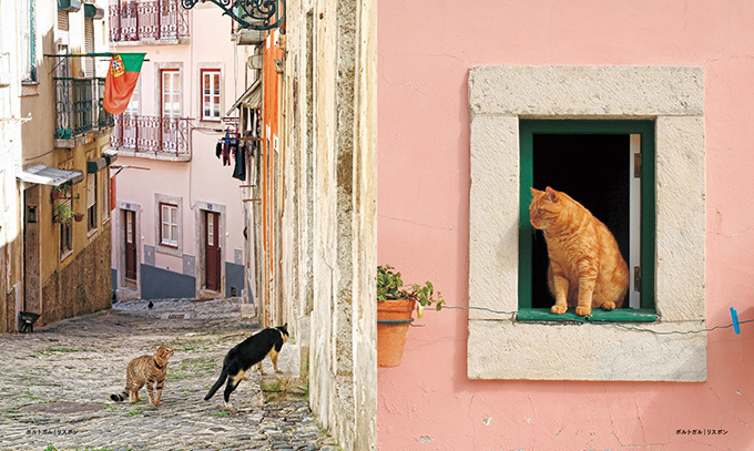 写真集『世界の街猫』美しい街の風景＆そこで暮らす猫たちを特集｜写真4