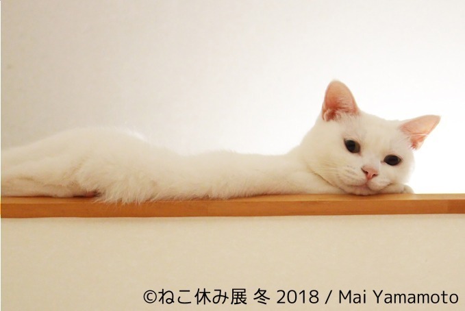 「ねこ休み展 冬 2018」が東京・浅草橋で - 350点以上の作品展示ほかオリジナルグッズも｜写真15