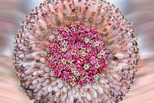 ニコライ バーグマン最大規模のフラワーアート展が太宰府天満宮で 50年の花見を表現 ファッションプレス