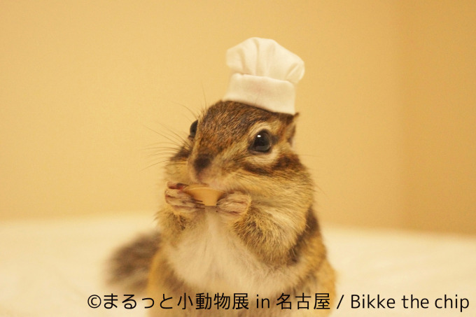 写真展 まるっと 動物展 が名古屋に ハリネズミやリスなどに加えフクロモモンガ新登場 ファッションプレス