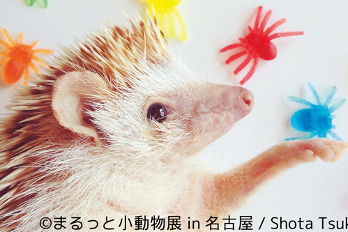 「まるっと⼩動物展」