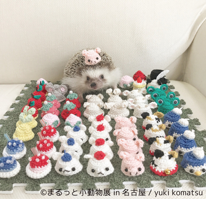 写真展 まるっと 動物展 が名古屋に ハリネズミやリスなどに加えフクロモモンガ新登場 ファッションプレス