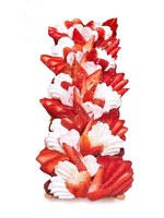 カフェコムサ“いいいちごの日”限定ケーキ全店展開、国産いちごを堪能できる各店自慢のメニュー｜写真1