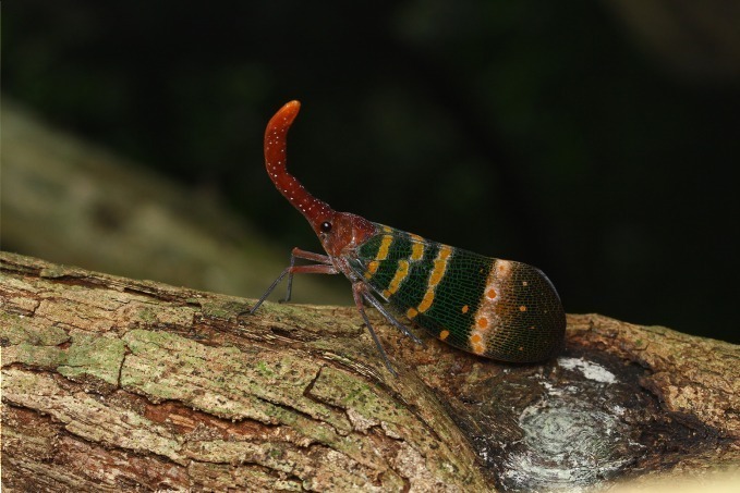 国立科学博物館初「昆虫」にフォーカスした大規模特別展を開催｜写真4