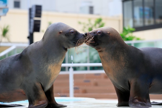 サンシャイン水族館のバレンタイン、キスをするアシカなど“ラブラブ”な海の生き物たちに会える｜写真3