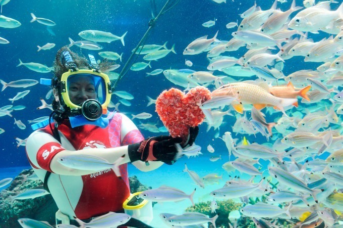 サンシャイン水族館のバレンタイン、キスをするアシカなど“ラブラブ”な海の生き物たちに会える｜写真5