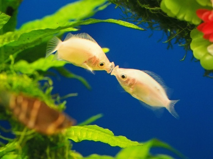 サンシャイン水族館のバレンタイン、キスをするアシカなど“ラブラブ”な海の生き物たちに会える｜写真2