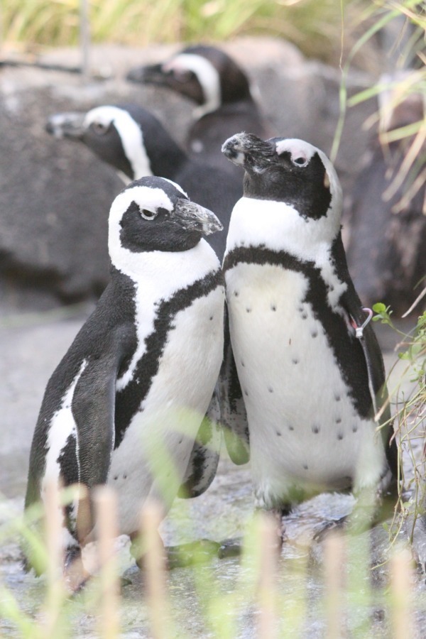 サンシャイン水族館のバレンタイン、キスをするアシカなど“ラブラブ”な海の生き物たちに会える｜写真6