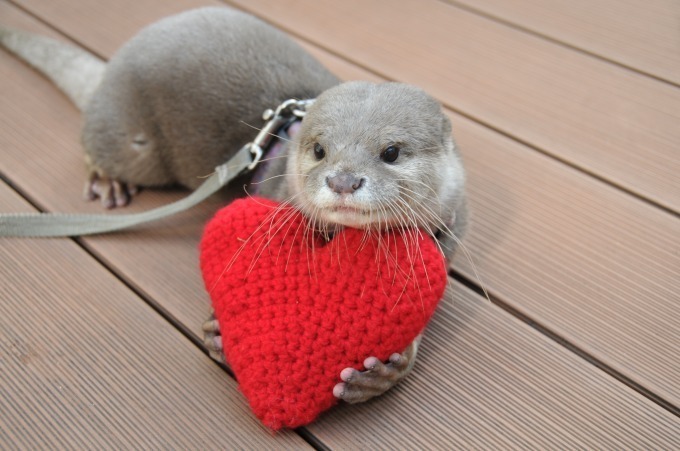 サンシャイン水族館のバレンタイン、キスをするアシカなど“ラブラブ”な海の生き物たちに会える｜写真1