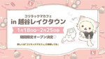 「コリラックマキャット」の限定コラボカフェが越谷で、猫に変身したコリラックマのグッズなど｜写真9