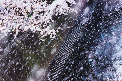 小山登美夫ギャラリーで、風能奈々展「水の漏れないうつわ」、蜷川実花展「PLANT A TREE」同時開催