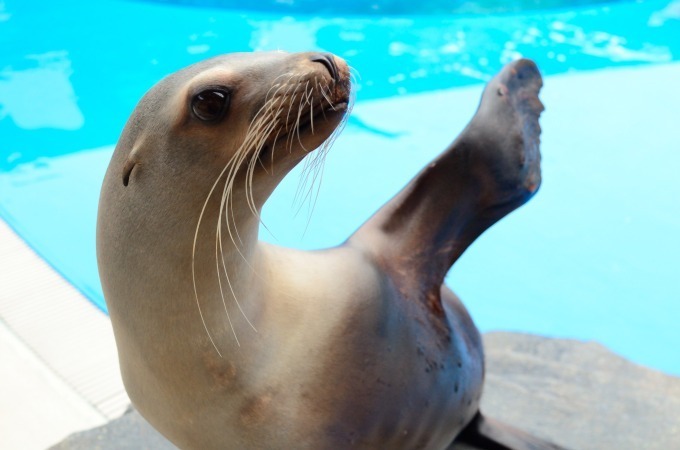 仙台うみの杜水族館のバレンタイン＆ホワイトデー、デジタル技術による幻想的なクリオネ展示など｜写真2