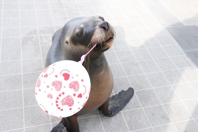 仙台うみの杜水族館のバレンタイン＆ホワイトデー、デジタル技術による幻想的なクリオネ展示など｜写真3