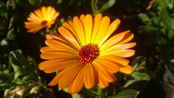 「春の花々とクレマチス展」が池袋サンシャインシティで開催、クレマチス約100品種の展示販売｜写真5