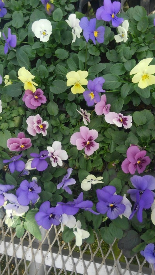 「春の花々とクレマチス展」が池袋サンシャインシティで開催、クレマチス約100品種の展示販売｜写真7