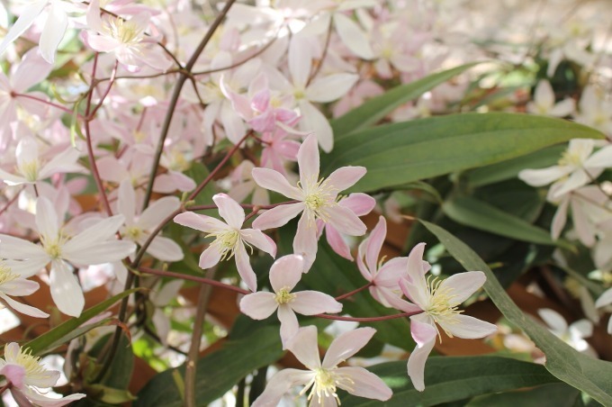 春の花々とクレマチス展 が池袋サンシャインシティで開催 クレマチス約100品種の展示販売 ファッションプレス