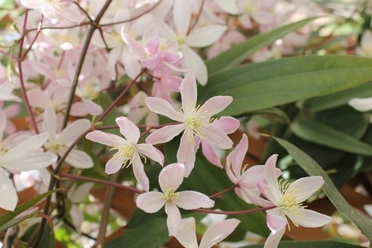 「春の花々とクレマチス展」