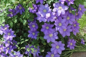 春の花々とクレマチス展 が池袋サンシャインシティで開催 クレマチス約100品種の展示販売 ファッションプレス 春の花々とクレマチス展 が池袋サンシャインシティで開催 クレマチス約100品種の展示販売 ファッションプレス