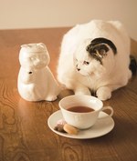 アフタヌーンティー×「キャッツイシュー」黒ネコと白ネコの