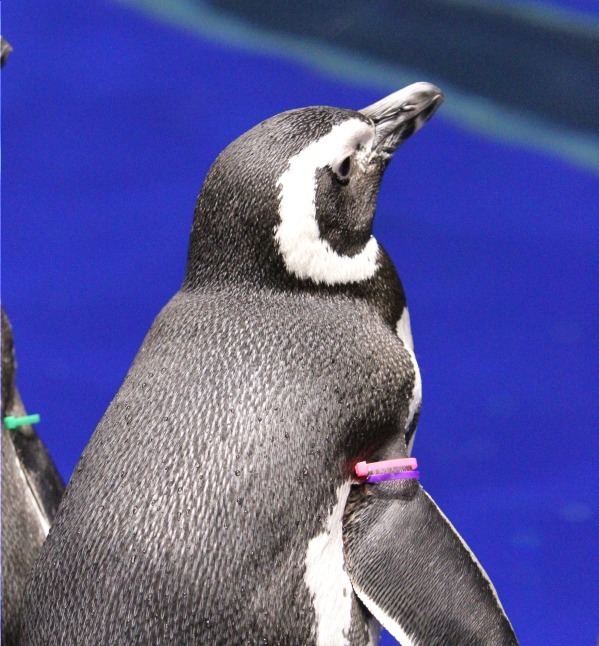すみだ水族館“ペンギンカップル”の恋模様を楽しめるイベント「恋する水族館。」開催｜写真3