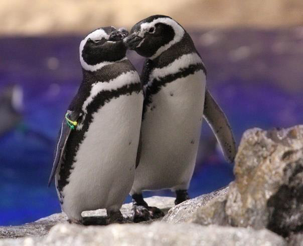 すみだ水族館“ペンギンカップル”の恋模様を楽しめるイベント「恋する水族館。」開催 | 写真