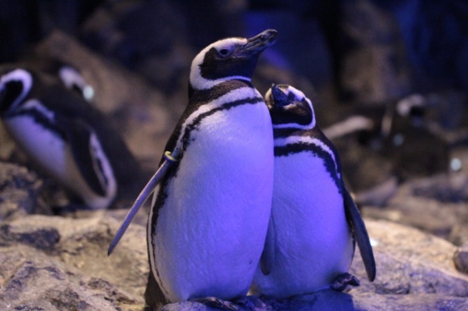 すみだ水族館“ペンギンカップル”の恋模様を楽しめるイベント「恋する水族館。」開催｜写真2