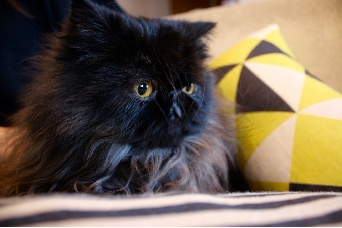 「ネコのいる暮らし展Vol.4  POMPOMCAT」