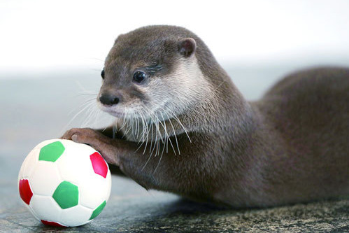 「カワウソほんと展」