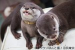 「カワウソほんと展」初の巡回展が名古屋に - カワウソの写真や限定グッズ、東京で新作展も｜写真9