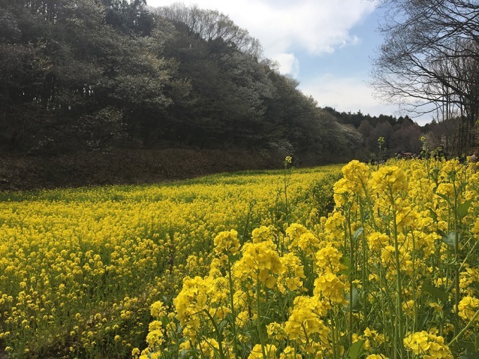 「ガーデンネックレス横浜 2018」開催、みなとみらいや山下公園が春の花々で彩られる｜写真9