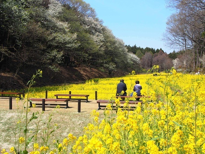 「ガーデンネックレス横浜 2018」開催、みなとみらいや山下公園が春の花々で彩られる｜写真8