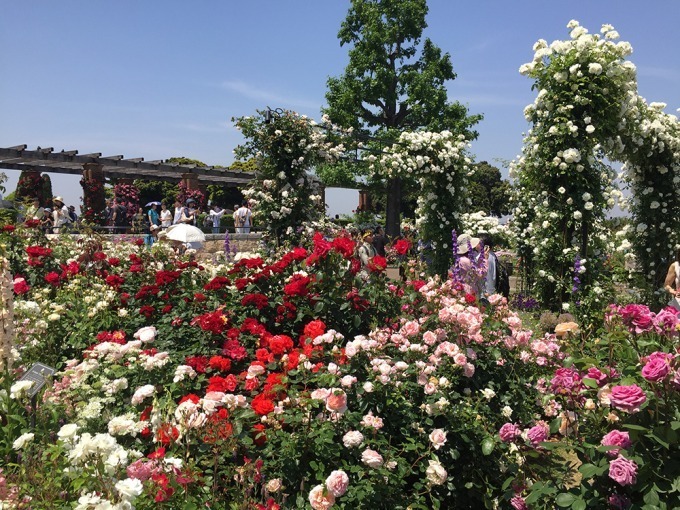 「ガーデンネックレス横浜 2018」開催、みなとみらいや山下公園が春の花々で彩られる｜写真3