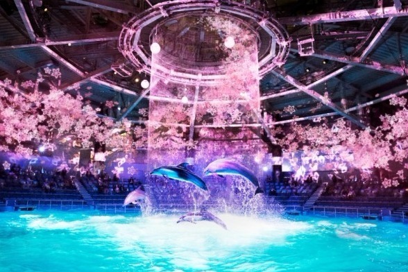 お花見｜「サクラアクアリウム バイ ネイキッド」マクセル アクアパーク品川で、360度桜空間のイルカショー