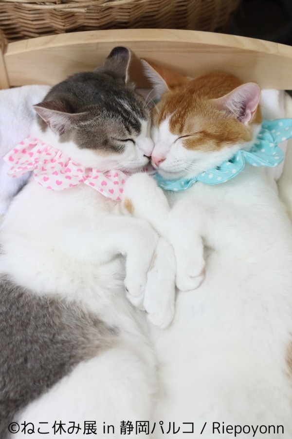 「ねこ休み展 in 静岡パルコ」開催、巨大"猫"絵馬や彫刻スター猫など人気企画が目白押し｜写真27