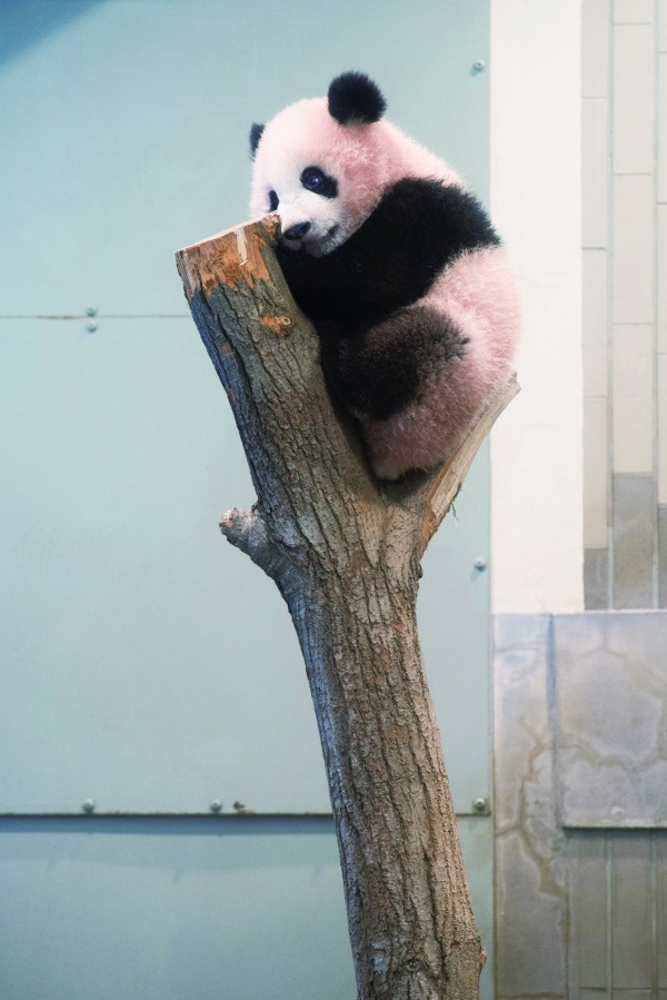 上野動物園のシャンシャン(香香)初、写真集『こんにちは！ シャンシャン』発売｜写真5