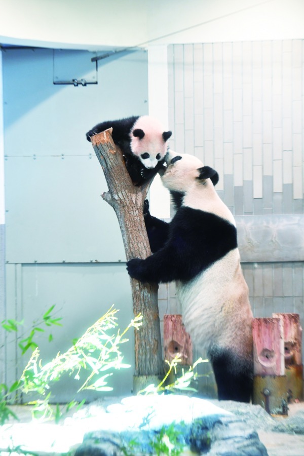 上野動物園のシャンシャン(香香)初、写真集『こんにちは！ シャンシャン』発売｜写真4