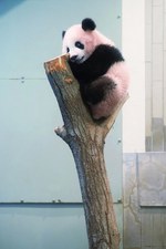 上野動物園パンダシャンシャン写真集（日本未発売）「被宠溺的