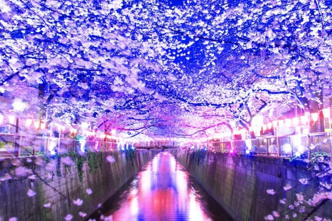 「第32回中目黒桜まつり」夜桜ライトアップや“桜”をテーマにしたアート展示