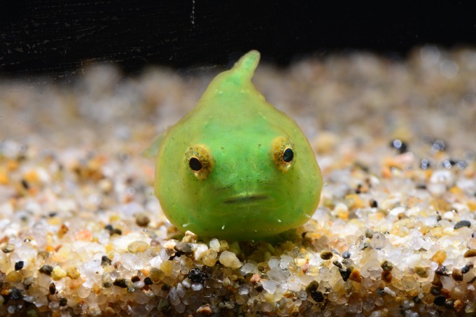 しながわ水族館 海の危険ないきもの大集合 マジでやばい生物たち 猛毒のヒョウ柄タコなど ファッションプレス