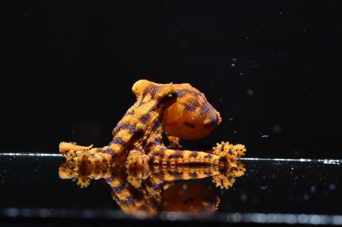 しながわ水族館「海の危険ないきもの大集合～マジでやばい生物たち！！」