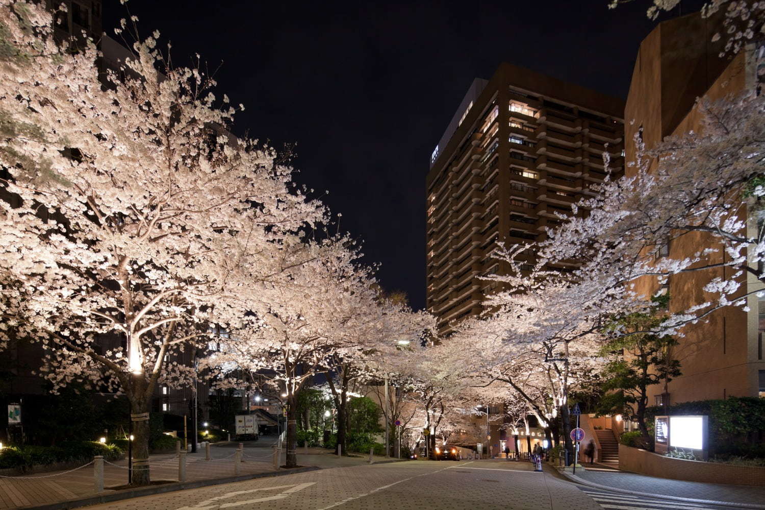 「アークヒルズ さくらまつり 2019」約220本の桜並木ライトアップ＆グルメ屋台や音楽ライブなど｜写真2