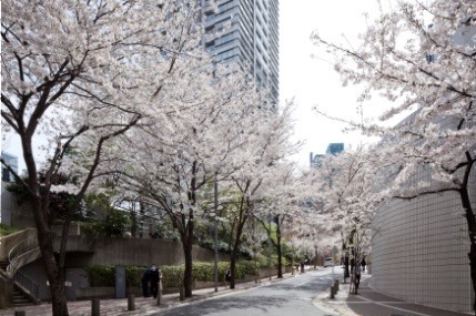 「アークヒルズ さくらまつり 2019」約220本の桜並木ライトアップ＆グルメ屋台や音楽ライブなど｜写真7