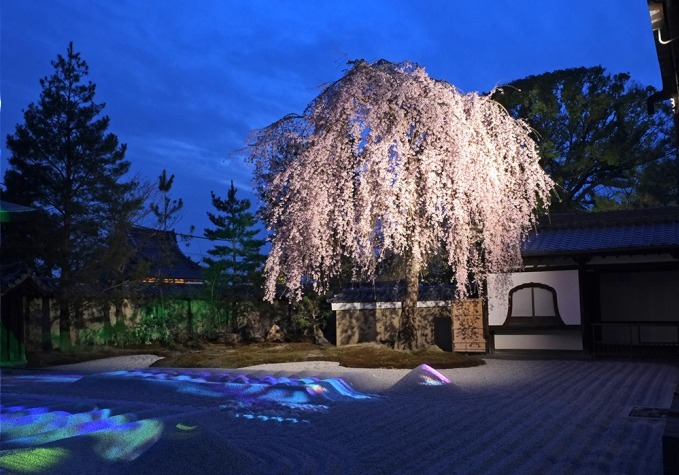京都・高台寺にて「春の特別拝観」、プロジェクションマッピング＆ライトアップで楽しむ夜桜｜写真1