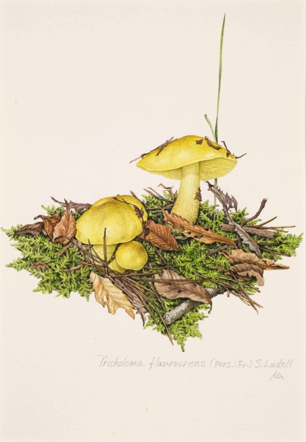 きのこの肖像画「小林 路子 菌類画の世界~きのこに会いにいきま きのこの肖像画「小林 路子 菌類画の世界~きのこに会いにいきま